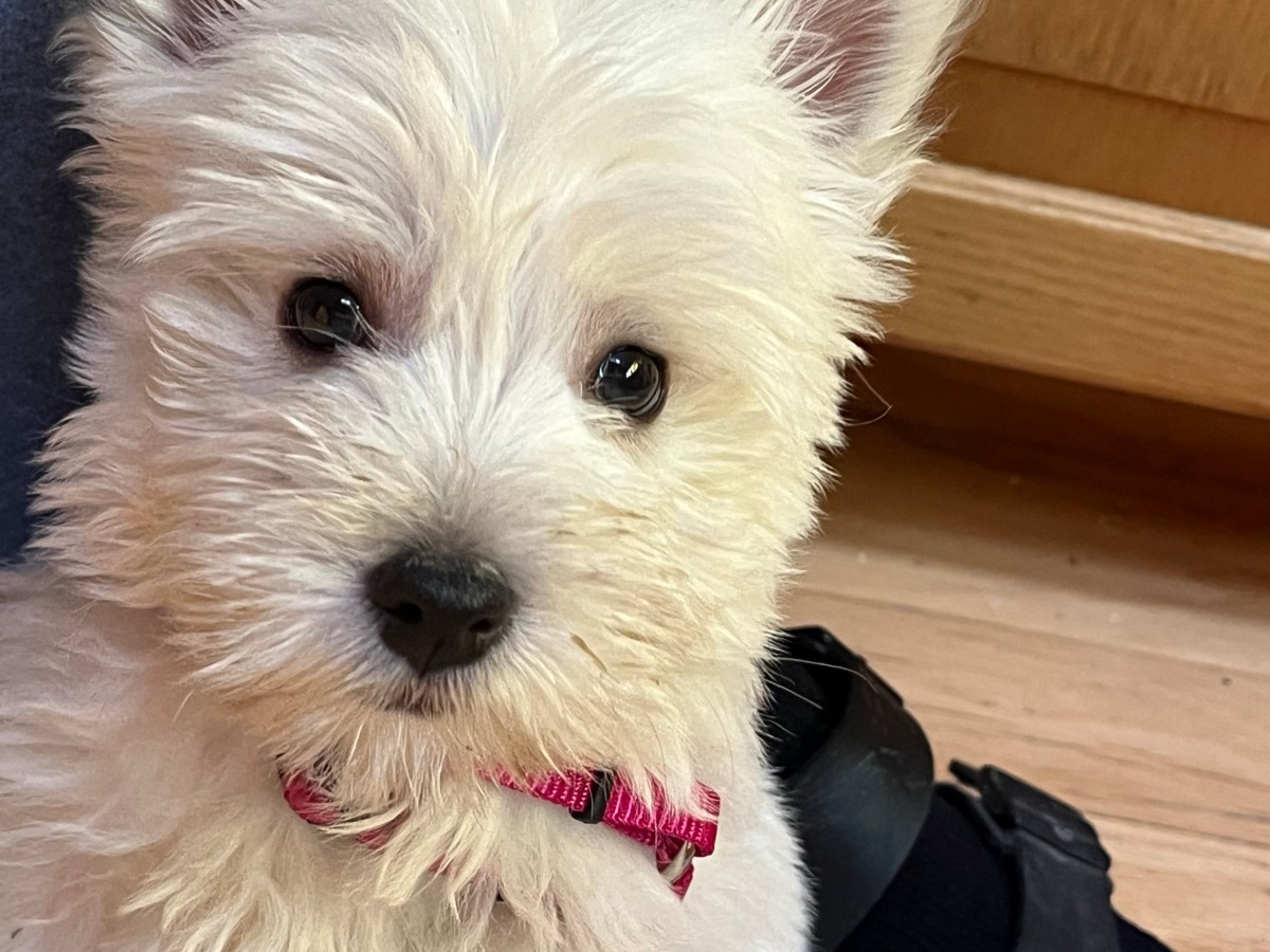 “Lost in Puppydom: Rory Dylan Stephen’s Puppydom”: RORY’S REALLY REALLY BAD&nbsp;DAY