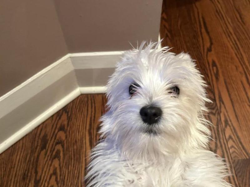 “Lost in Puppydom: Rory Dylan Stephen’s Puppydom” : I AM THE WHITE ROCKET BUT SOMETIMES SMELL LIKE AN&nbsp;EARTHWORM