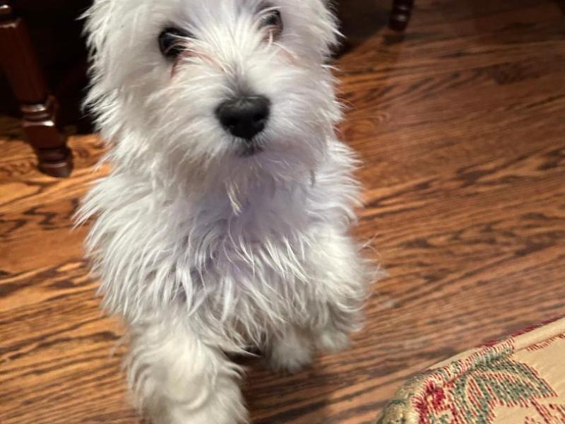 “Lost in Puppydom: Rory Dylan Stephen’s Puppydom”: RORY D. STEPHEN VICTIM OF ABDUCTION NOW SAFE AND WELL (BUT A LITTLE OVERWEIGHT) IN&nbsp;SINGAPORE