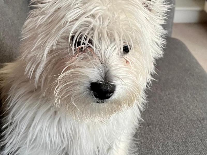 “Lost in Puppydom: Rory Dylan Stephen’s Puppydom”: LOSING MY MANHOOD: WHAT IS THIS&nbsp;ABOUT?