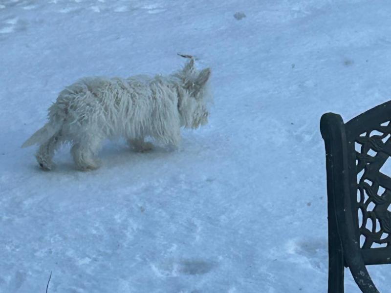 “Lost in Puppydom: Rory Dylan Stephen’s Puppydom”: ONE SMALL STEP FOR RORY A HUGE LEAP FOR MANKIND: HEALING POST TRAUMATIC WESTIE STRESS DISORDER&nbsp;(PTWSD)