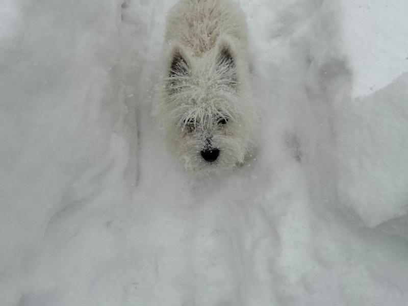 “Lost in Puppydom: Rory Dylan Stephen’s Puppydom”: A Rory Puppyism: Silence is&nbsp;Golden!