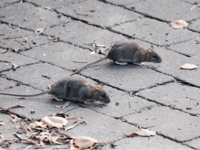 RKS Poetry Anthology (All We Get Are The Coffee Grinds): “The fight&nbsp;for”