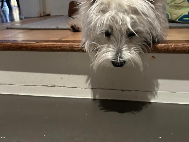 Lost in Puppydom: Rory Dylan Stephen’s Puppydom: PUPPYDOM HALFWAY&nbsp;DONE