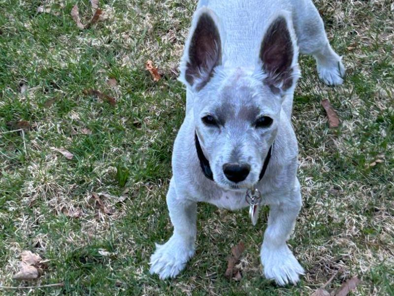 “Lost in Puppydom: Rory Dylan Stephen’s Puppydom”: AM I LIVING NATALIE IMBRUGLIA’S SONG&nbsp;“TORN”?