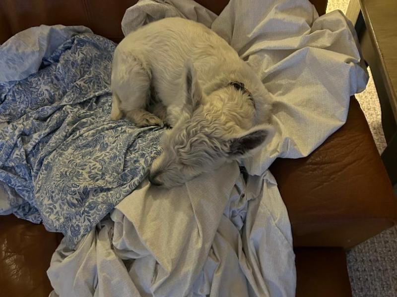 “Lost in Puppydom: Rory Dylan Stephen’s Puppydom”: THE ABDUCTION OF RORY DYLAN STEPHEN: FIRST DAY IN BANGKOK AND DINNER WITH HONEY AND BARRY&nbsp;SHERMAN