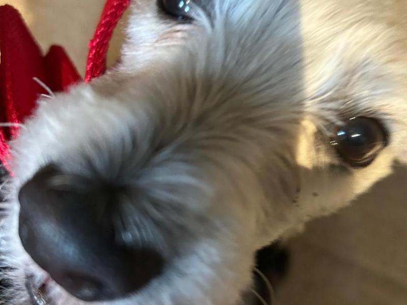 “Lost in Puppydom: Rory Dylan Stephen’s Puppydom”: THE ABDUCTION OF RORY DYLAN STEPHEN: AND THE WINNER OF THE SINGAPORE WESTIE OF THE YEAR&nbsp;IS……