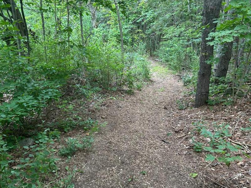 “Lost in Puppydom: Rory Dylan Stephen”: I FEEL LIKE A PIED PIPER LEADING PINE NUT PARMESAN AND MYSELF TO DOOM: MY MULMUR HILLS&nbsp;ADVENTURE