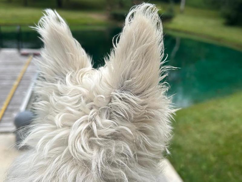 BEYOND PUPPYDOM: INCIDENTS, ACCIDENTS, EXPLORATIONS AND MAYHEM: RORY DYLAN STEPHEN TELLS IT LIKE IT IS:&nbsp;INTRODUCTION